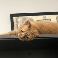 Assistant Director